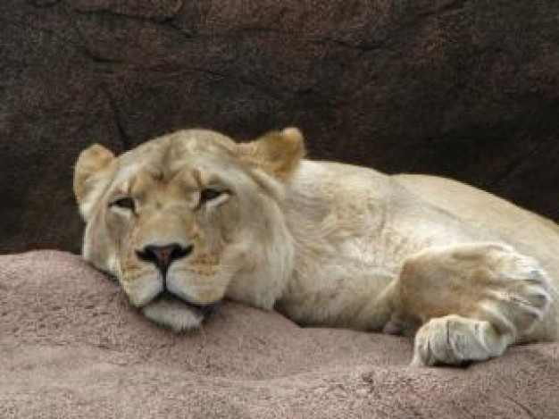 Lion sleeping Africa lioness about Health Sleep Disorders